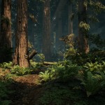 Redwood_01