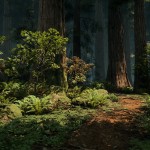 Redwood_02