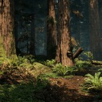 Redwood_06