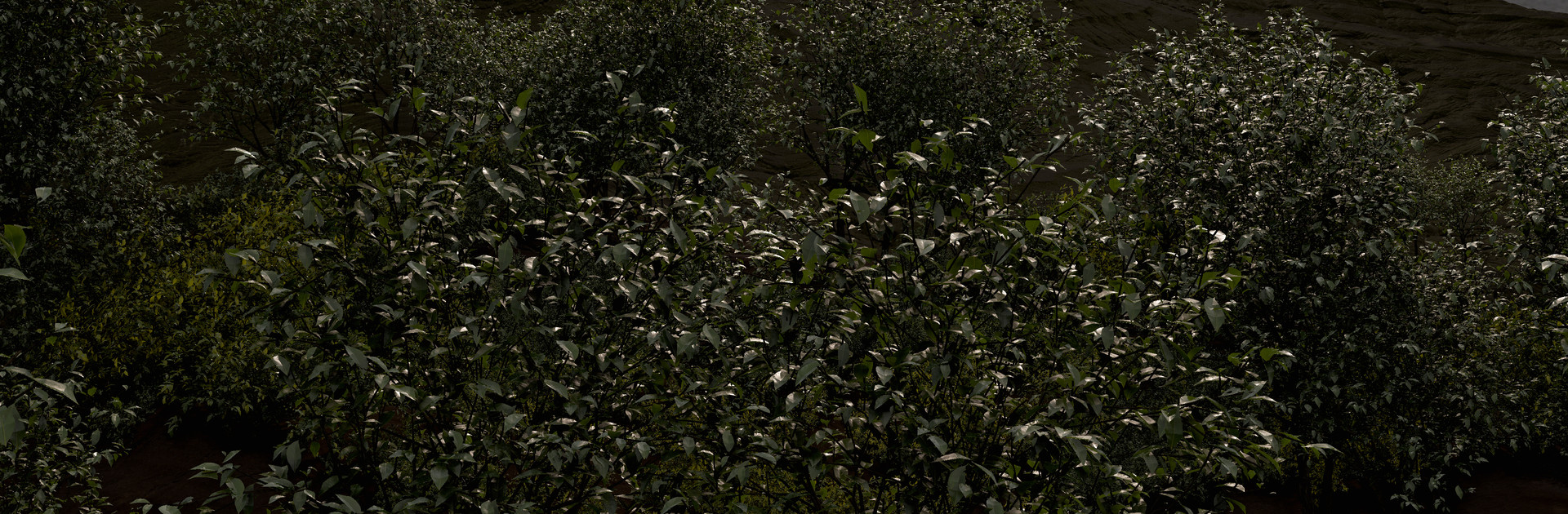 eoin-o-broin-foliage