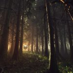 damian-stempniewski-svoti-forest-4