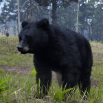 Red Dead Redemption 2 New HD Texture Pack Mammals-2