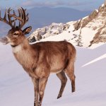 Red Dead Redemption 2 New HD Texture Pack Mammals-3