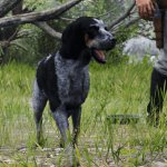 Red Dead Redemption 2 New HD Texture Pack Mammals-5