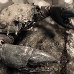 Skyrim Special Edition HD Texture Pack All Creatures-3