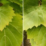 Starfield 4K Texture Packs-5