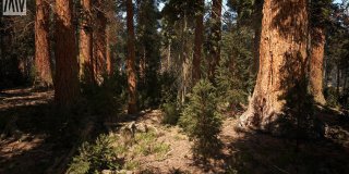 Unreal Engine 5.1 Nanite Redwood Forest Demo feature