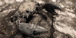 Skyrim Special Edition HD Texture Pack All Creatures-3